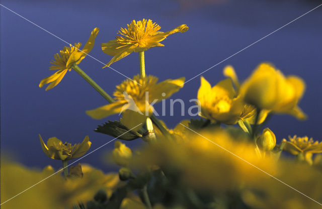 Dotterbloem (Caltha palustris)