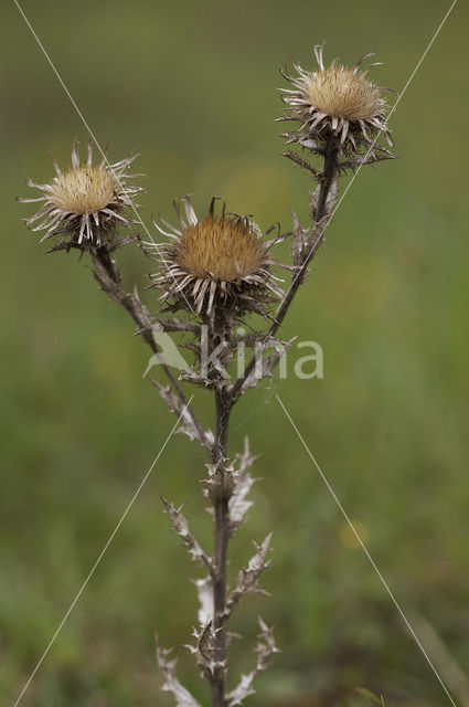 Driedistel (Carlina vulgaris)