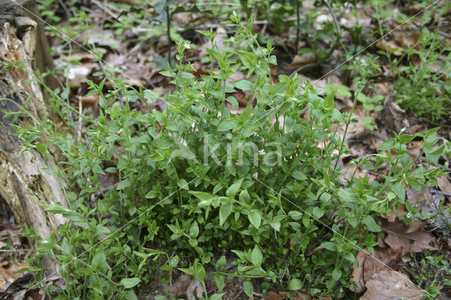 Three-nerved Sandwort (Moehringia trinervia)