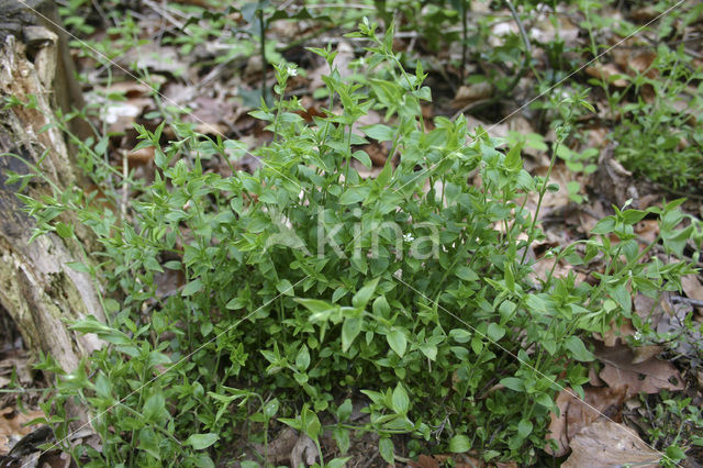 Drienerfmuur (Moehringia trinervia)