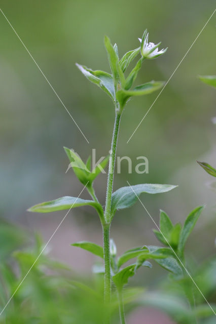 Three-nerved Sandwort (Moehringia trinervia)