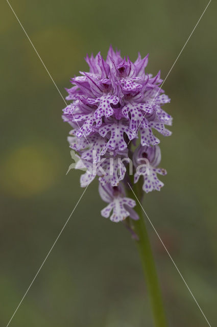 three-toothed orchid (Neotinea tridentata)