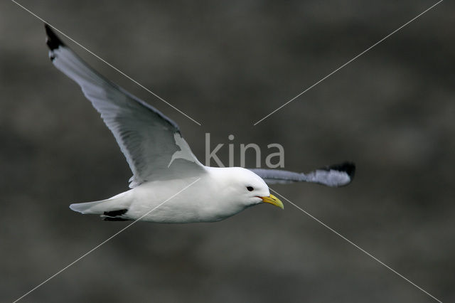 Black-legged Kittiwake (Rissa tridactyla)