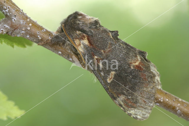 Iron Prominent (Notodonta dromedarius)