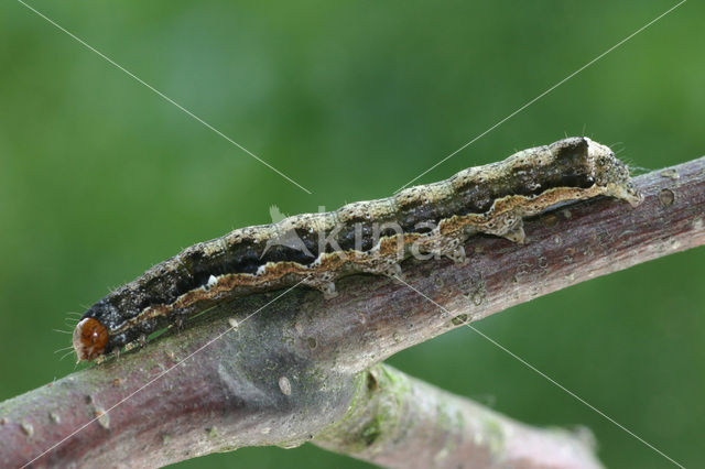 Dubbelstipvoorjaarsuil (Orthosia munda)