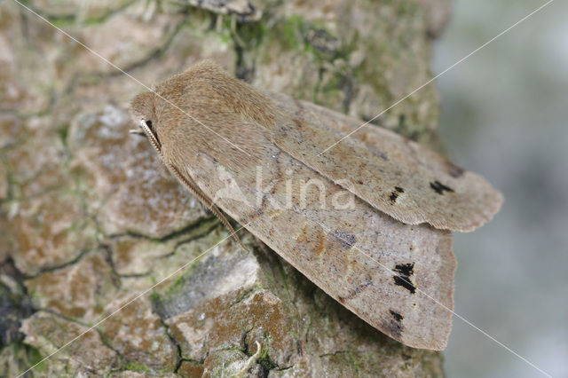 Dubbelstipvoorjaarsuil (Orthosia munda)