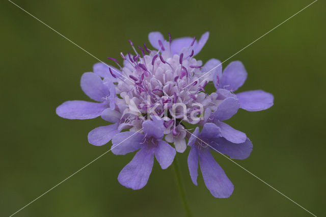 Small Scabious (Scabiosa columbaria)