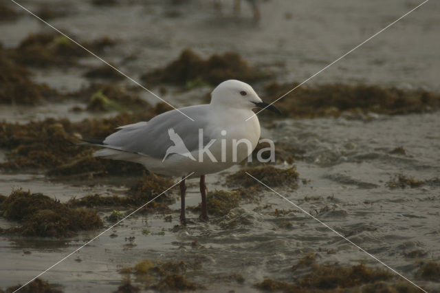 Dunbekmeeuw (Larus genei)