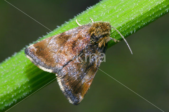 Small Yellow Underwing (Panemeria tenebrata)