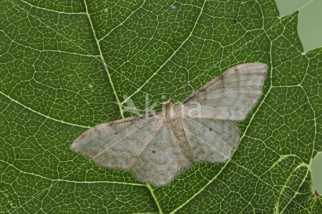 Dwarf Cream Wave (Idaea fuscovenosa)