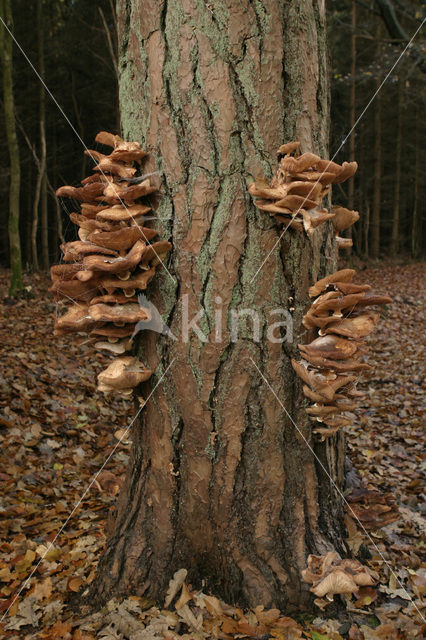 Echte honingzwam (Armillaria mellea)