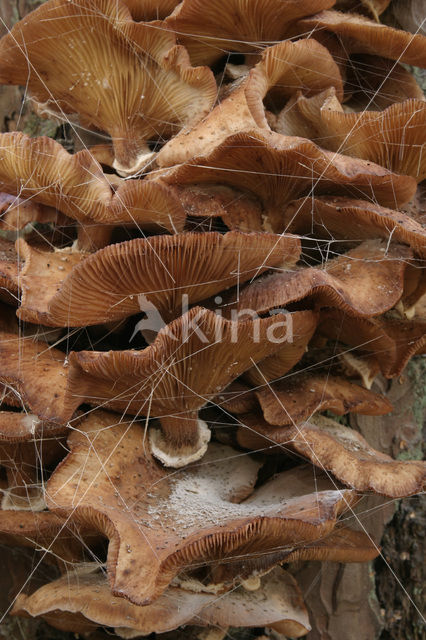 Echte honingzwam (Armillaria mellea)