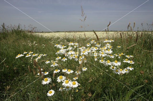 Echte kamille (Matricaria recutita)