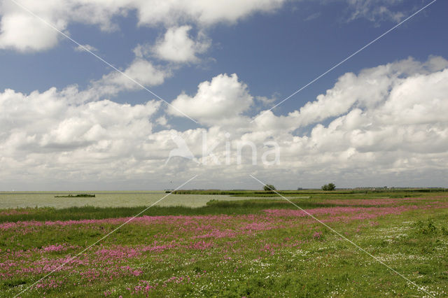 Ragged-Robin (Lychnis flos-cuculi)