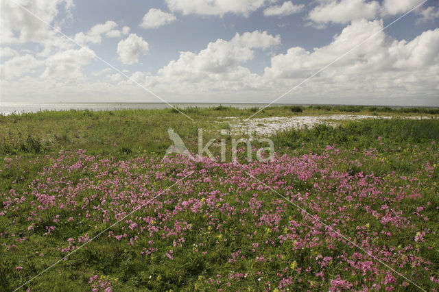 Echte koekoeksbloem (Lychnis flos-cuculi)