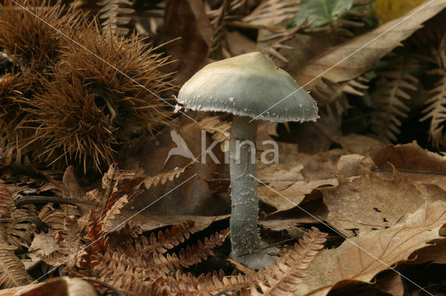 Verdigris Toadstool (Psilocybe aeruginosa)