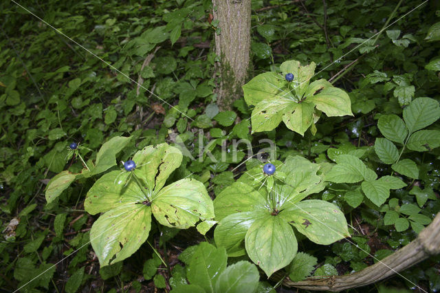 Eenbes (Paris quadrifolia)