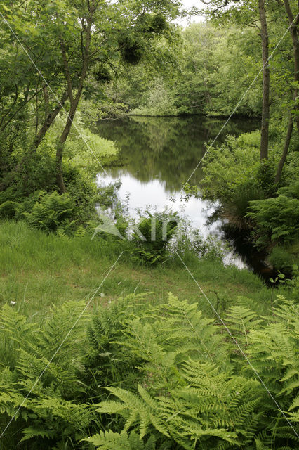 Eendenkooi Oude Kooi