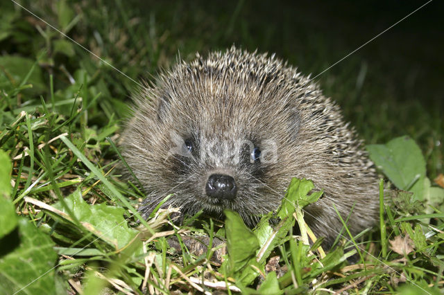 Hedgehog (Erinaceus europaeus)