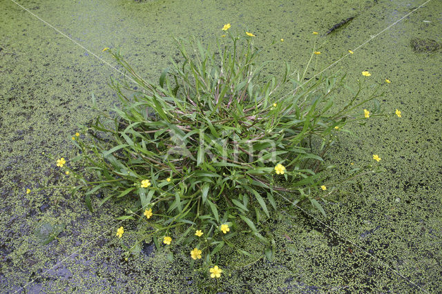 Egelboterbloem (Ranunculus flammula)