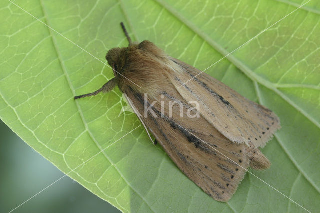 Webb’s Wainscot (Archanara sparganii)