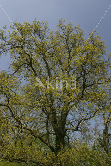 Oak (Quercus)