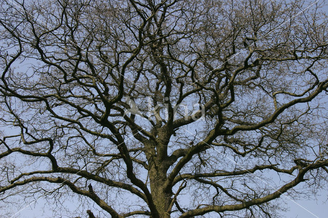 Oak (Quercus)