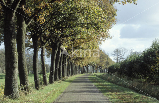 Oak (Quercus)
