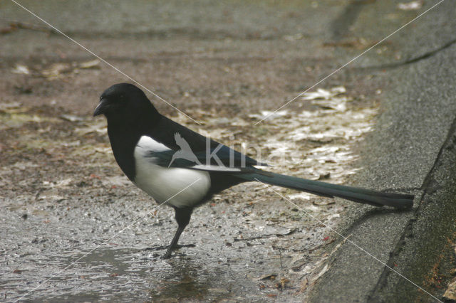 Black-billed Magpie (Pica pica)