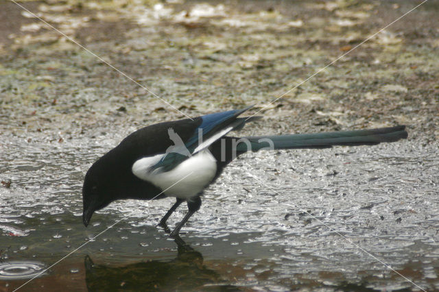 Black-billed Magpie (Pica pica)