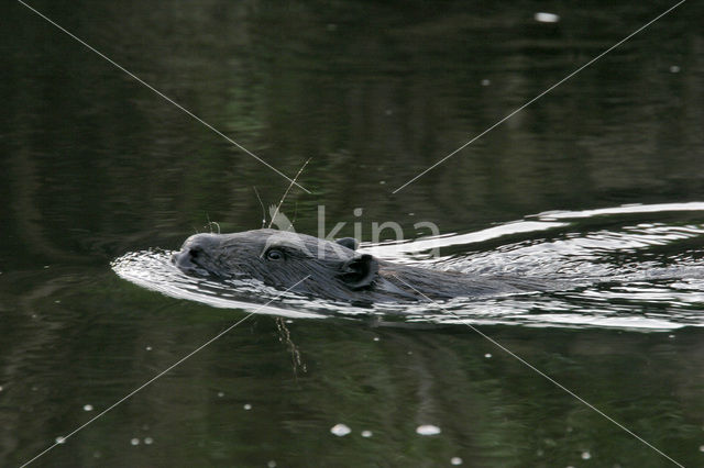 Europese bever (Castor fiber)