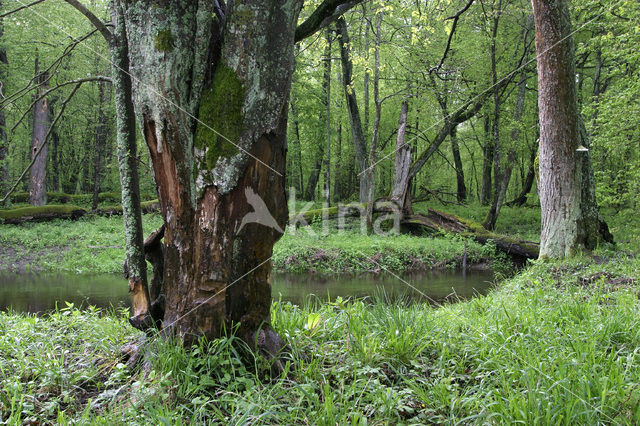 Europese bever (Castor fiber)