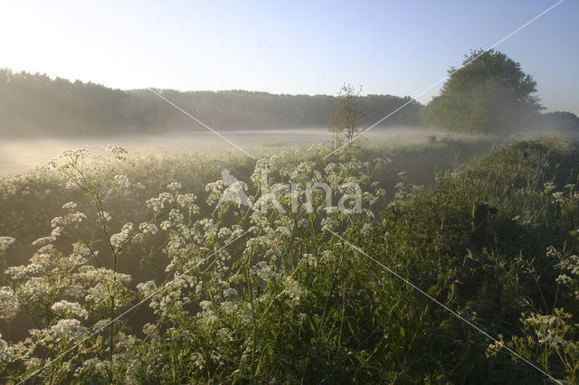 Fluitekruid (Anthriscus sylvestris)