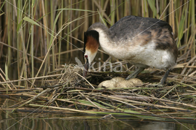 Great Crested Grebe (Podiceps cristatus)