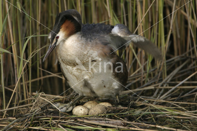 Great Crested Grebe (Podiceps cristatus)