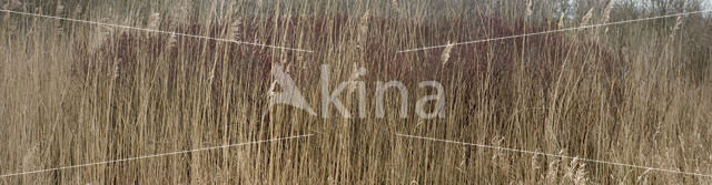 Gagel (Myrica)