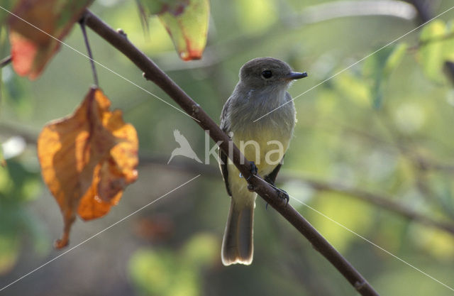 Galapagos Flycatcher