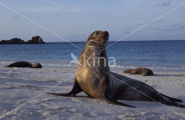 Galapagos zeeleeuw (Zalophus wollebaeki)