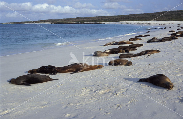 Galapagos zeeleeuw (Zalophus wollebaeki)