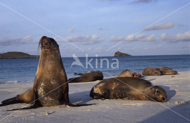 Galapagos Sea Lion (Zalophus wollebaeki)