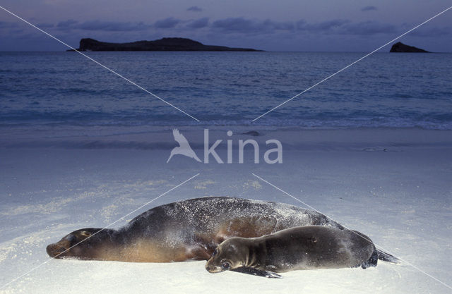 Galapagos zeeleeuw (Zalophus wollebaeki)