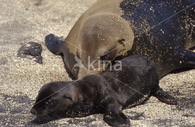 Galapagos zeeleeuw (Zalophus wollebaeki)