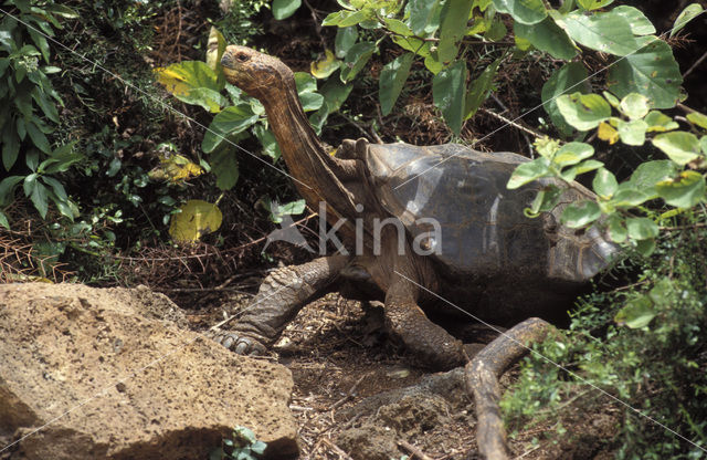 Galapagos Giant Tortoise (Geochelone elephantopus)