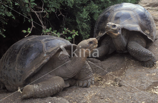 Galapagos Giant Tortoise (Geochelone elephantopus)