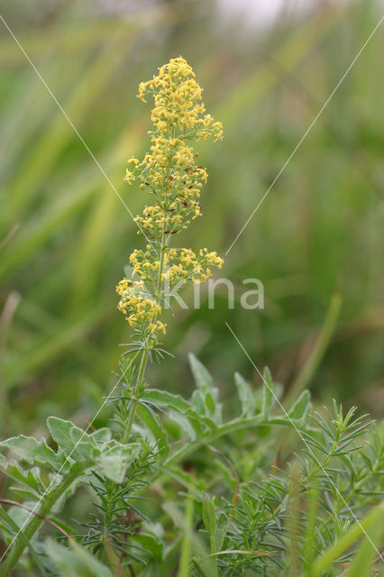 Geel walstro (Galium verum)