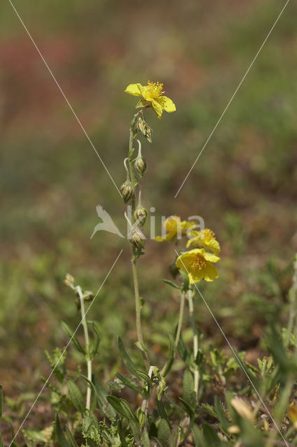 Geel zonneroosje (Helianthemum nummularium)