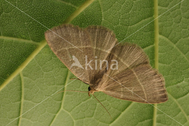 Olive Crescent (Trisateles emortualis)