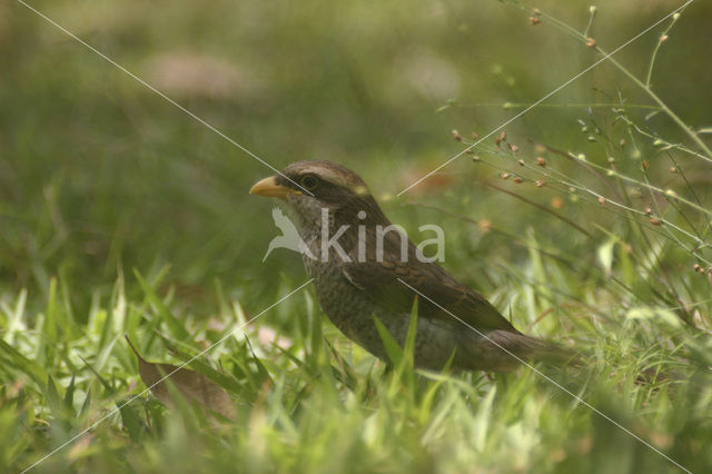 Geelsnavelklauwier (Corvinella corvina)