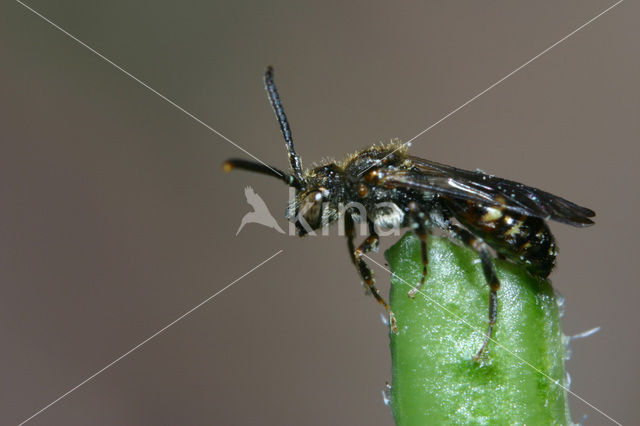 Charmouth Wasp-bee (Nomada sheppardana)