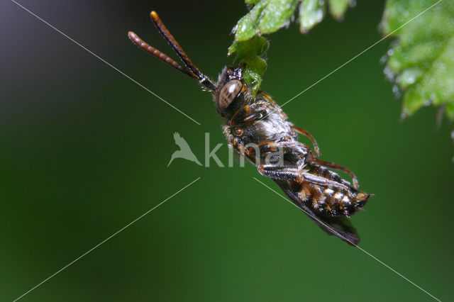Charmouth Wasp-bee (Nomada sheppardana)